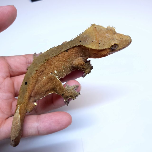 Dalmatian White Porthole Red