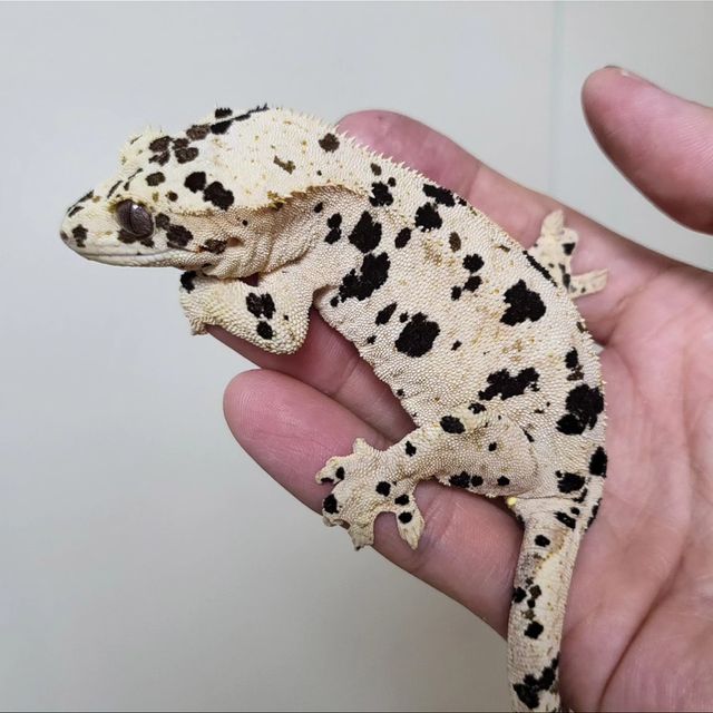 달마시안 슈퍼달마시안
