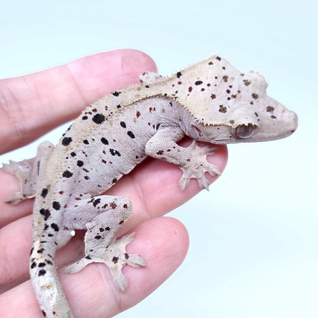 Super Dalmatian