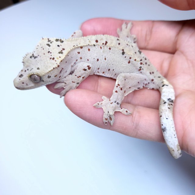 Super Dalmatian