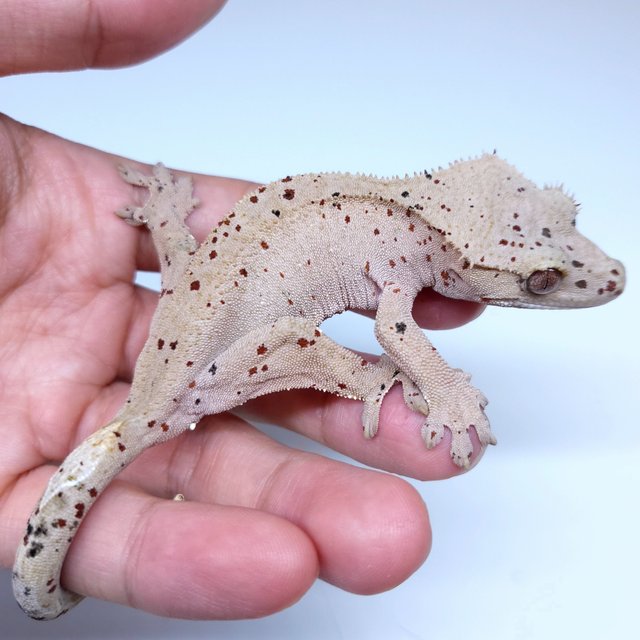 Super Dalmatian
