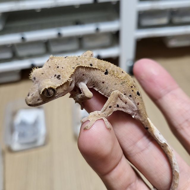 달마시안 슈퍼달마시안