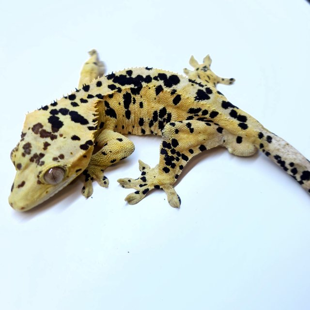 Super Dalmatian