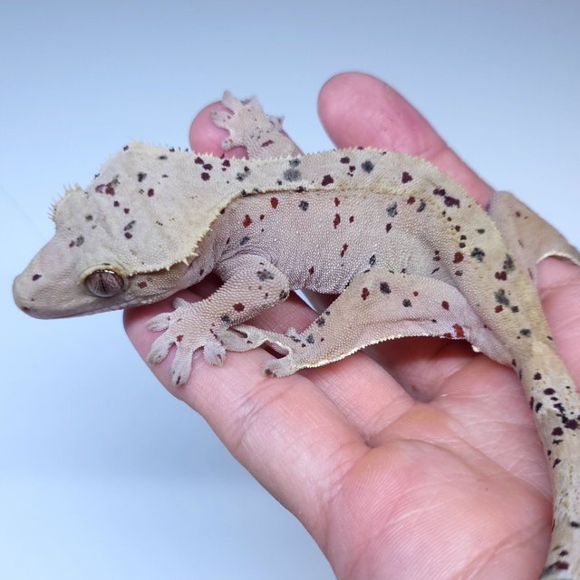 Super Dalmatian