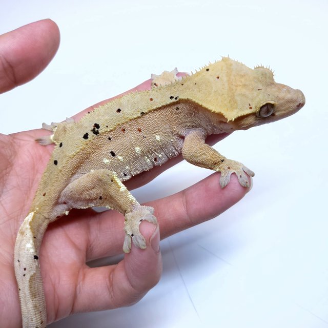 Super Dalmatian Red White Porthole