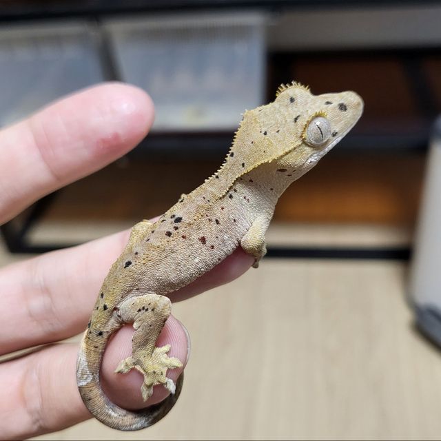 달마시안 슈퍼달마시안