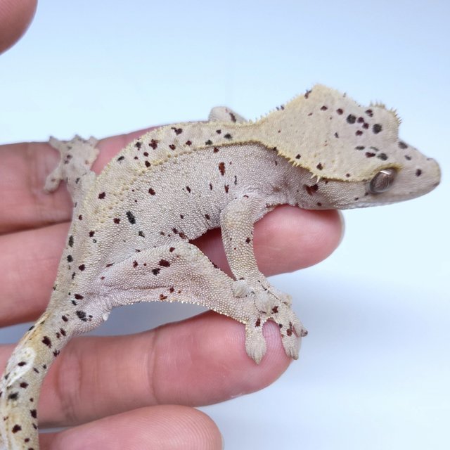 Super Dalmatian