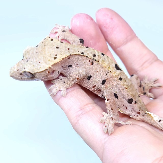 Super Dalmatian
