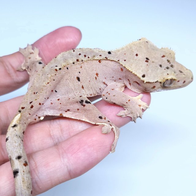 Super Dalmatian