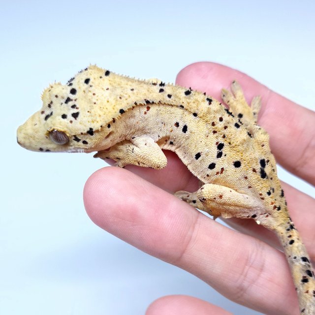 Super Dalmatian