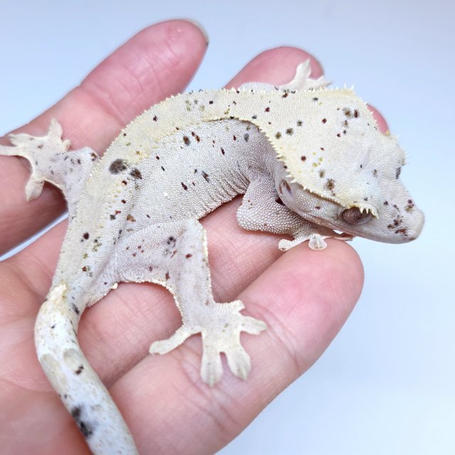 Super Dalmatian