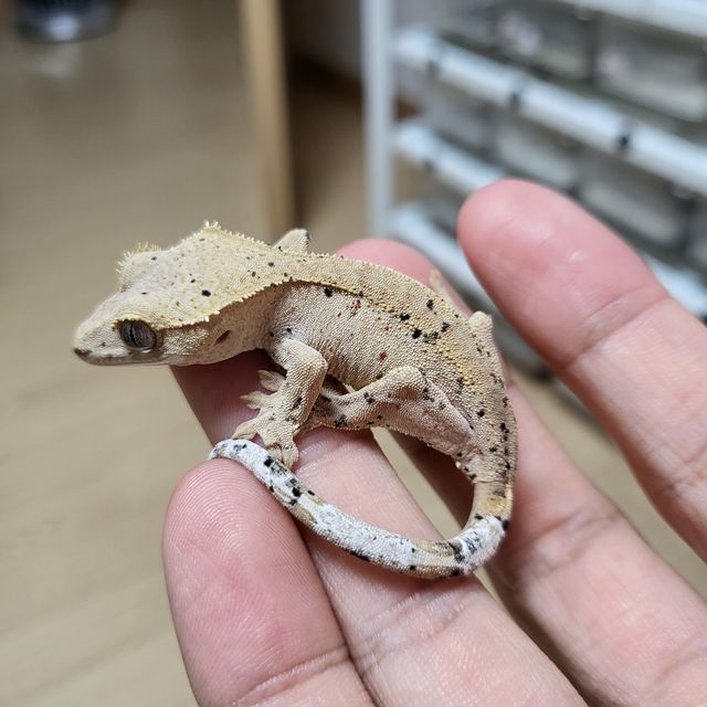 달마시안 슈퍼달마시안