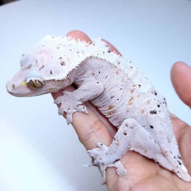 슈퍼달마시안 달마시안