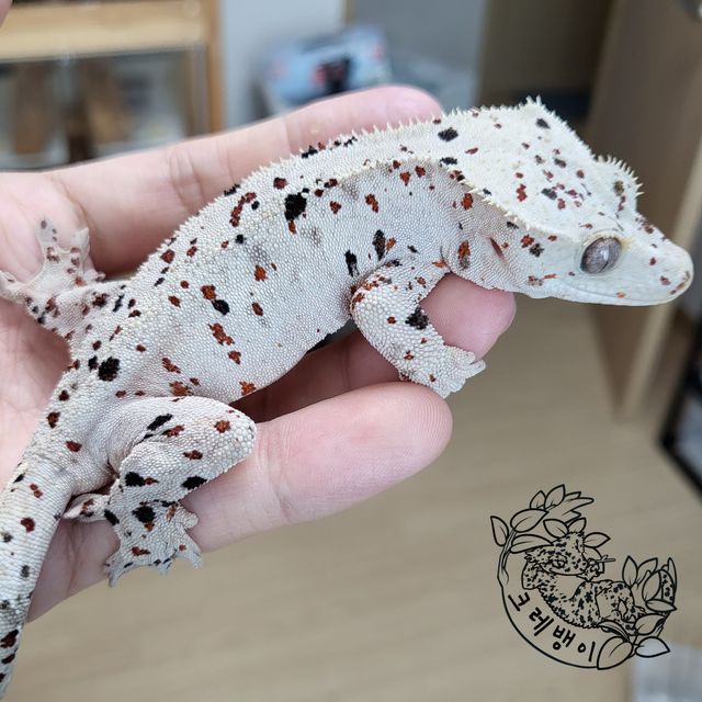 달마시안 슈퍼달마시안