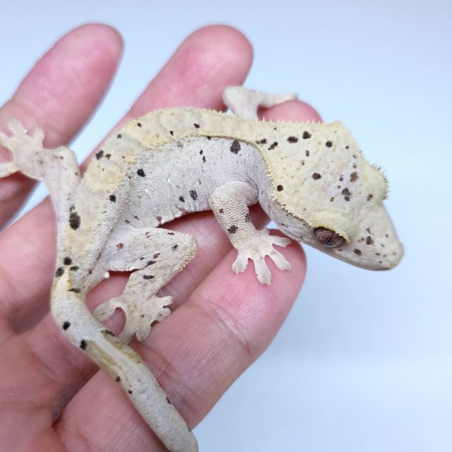 Super Dalmatian