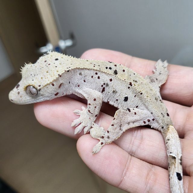 달마시안 슈퍼달마시안