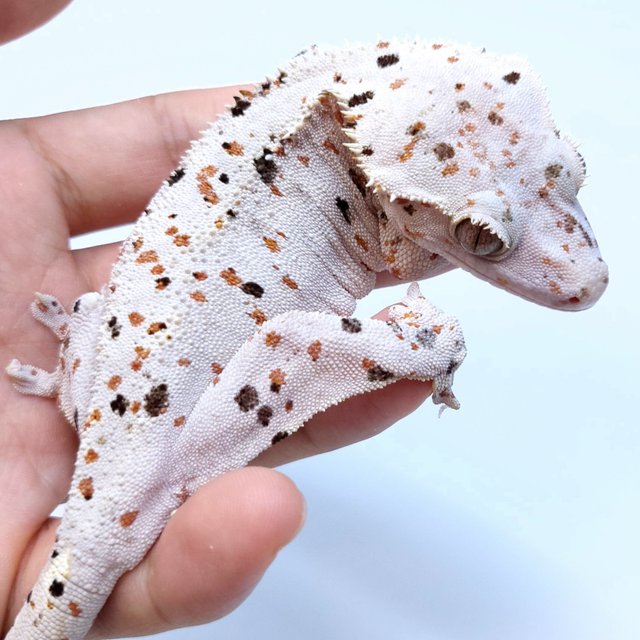 달마시안 슈퍼달마시안