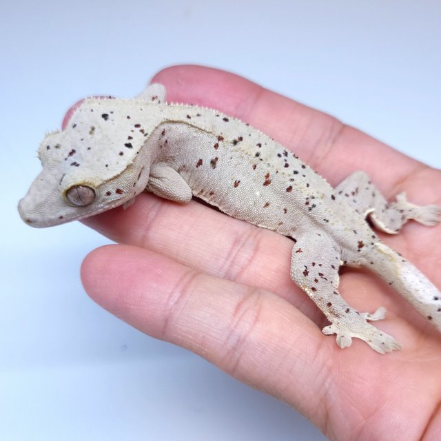 Super Dalmatian