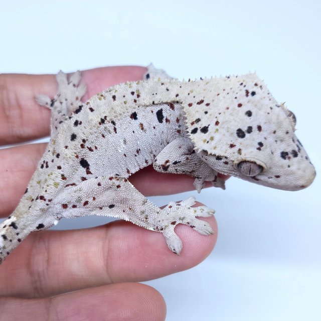 Super Dalmatian