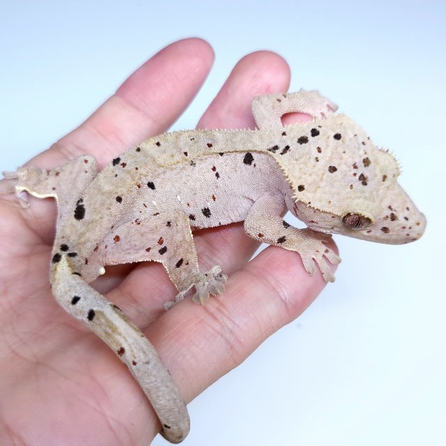 Super Dalmatian