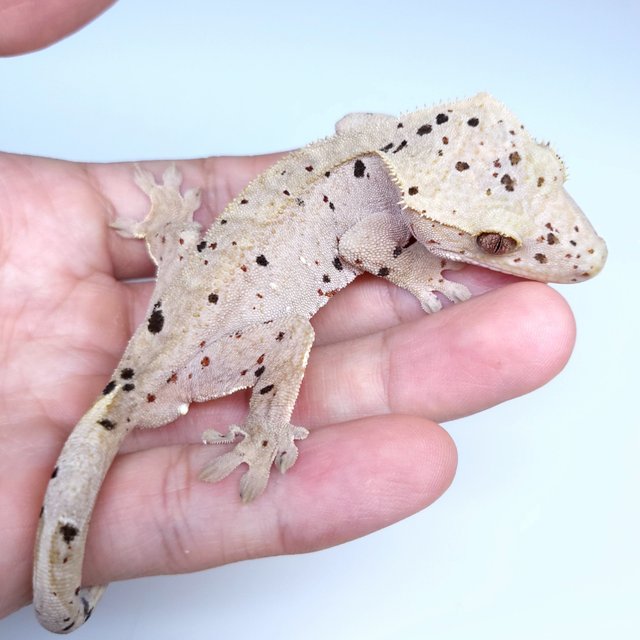 Super Dalmatian