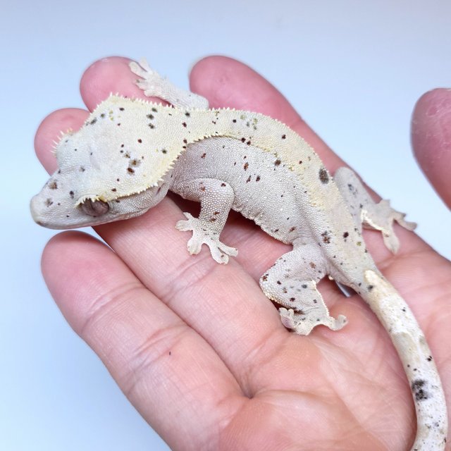 Super Dalmatian