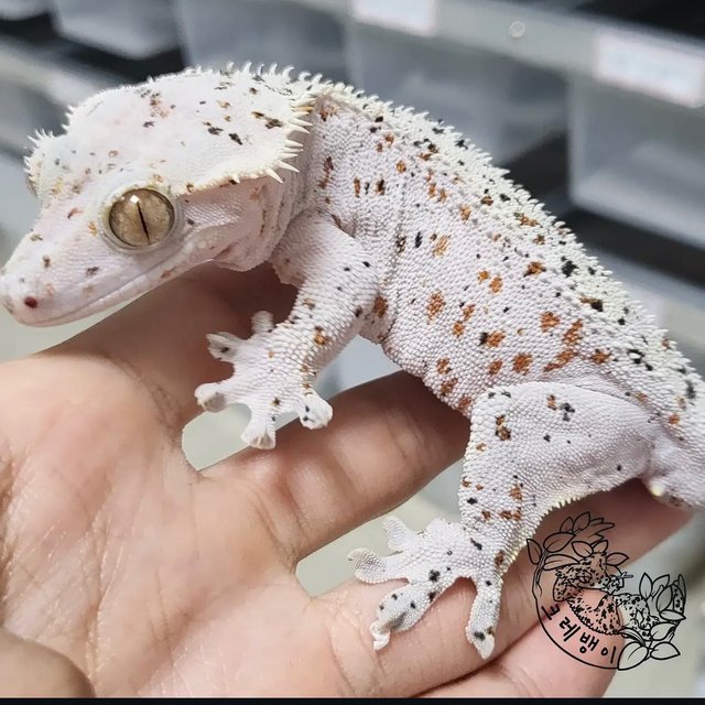 Super Dalmatian