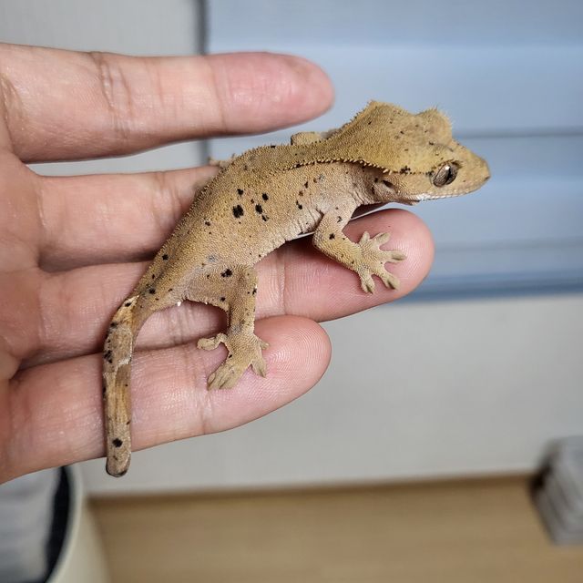 달마시안 슈퍼달마시안
