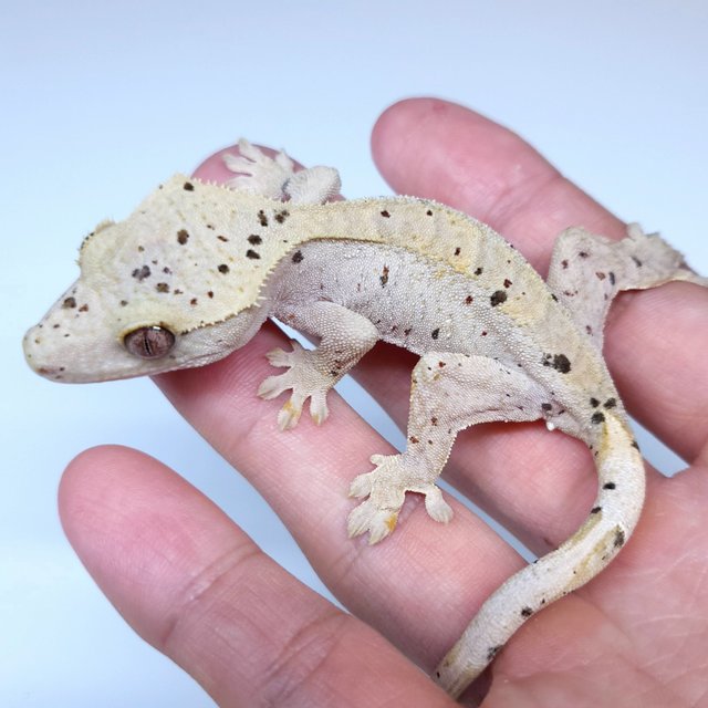 Super Dalmatian