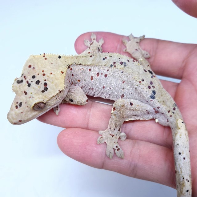 Super Dalmatian