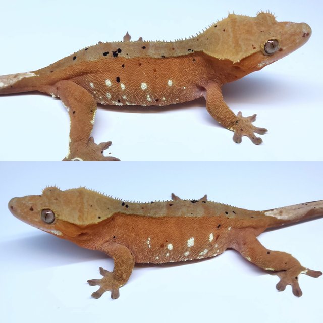 Super Dalmatian Red White Porthole