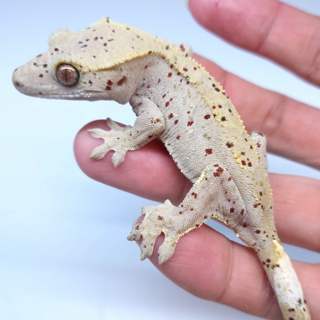 Super Dalmatian