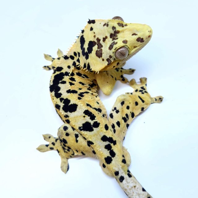 Super Dalmatian