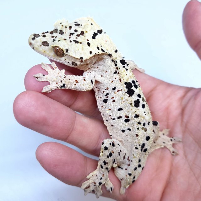 Super Dalmatian