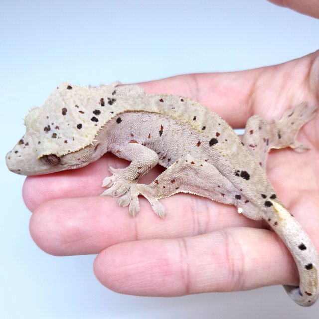 Super Dalmatian