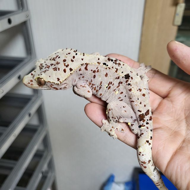 슈퍼달마시안 달마시안