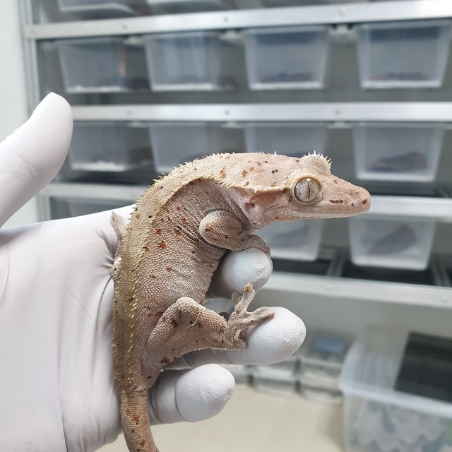 슈퍼달마시안 달마시안