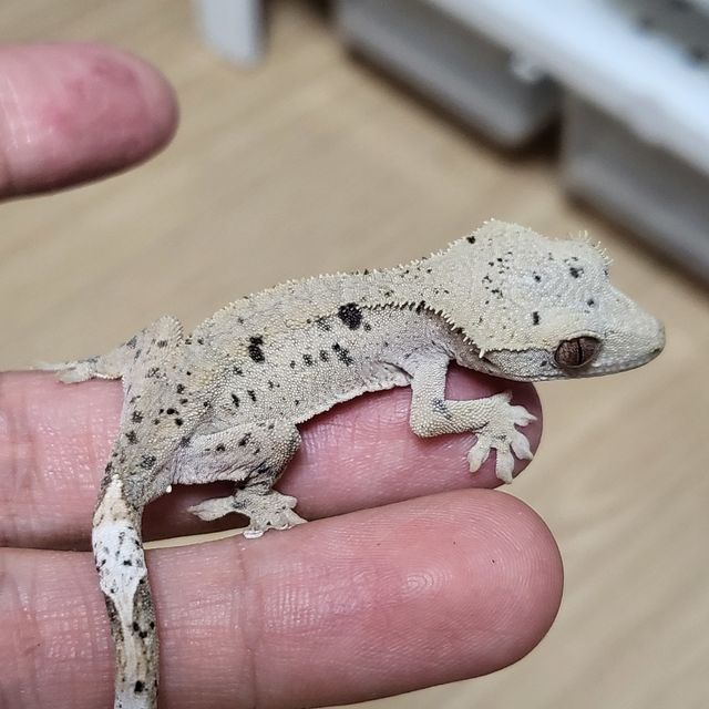 슈퍼달마시안 달마시안