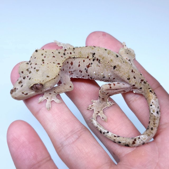Super Dalmatian