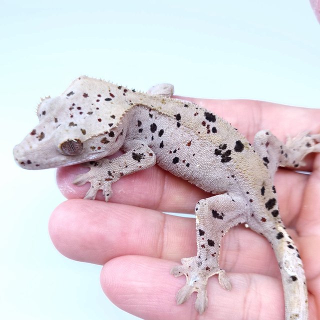 Super Dalmatian
