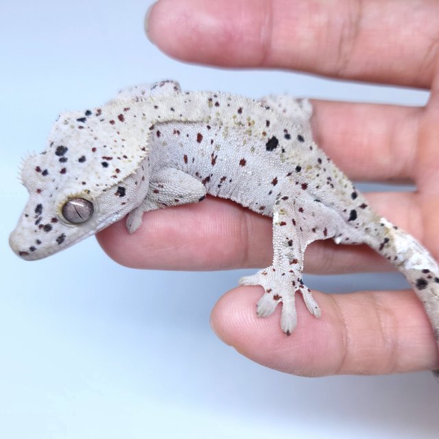 Super Dalmatian