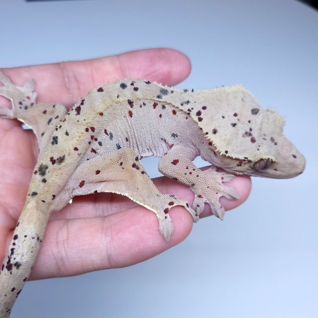 Super Dalmatian