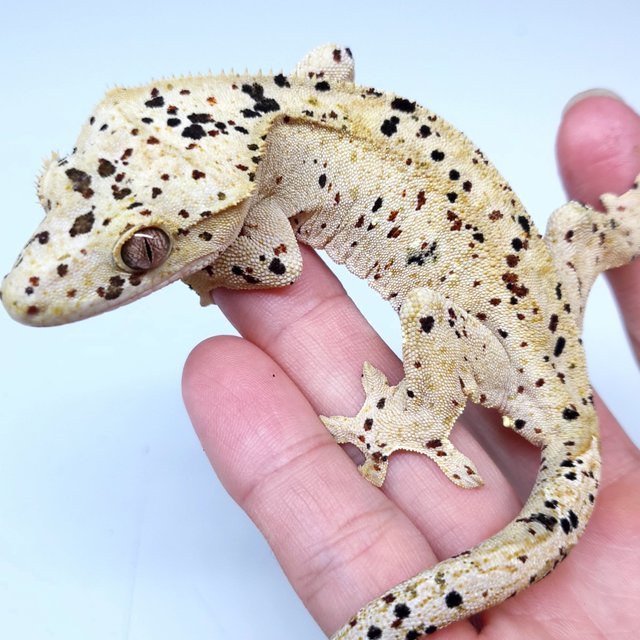 Super Dalmatian