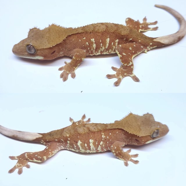 레드 화이트포트홀