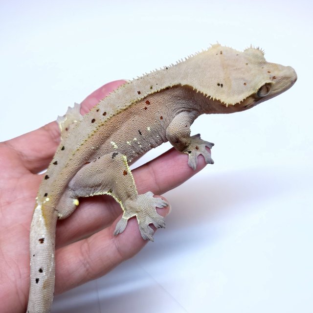 Super Dalmatian Red White Porthole