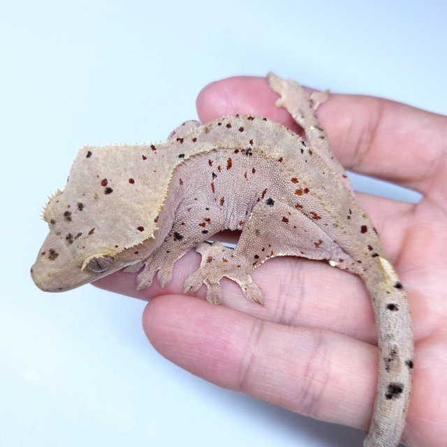 Super Dalmatian