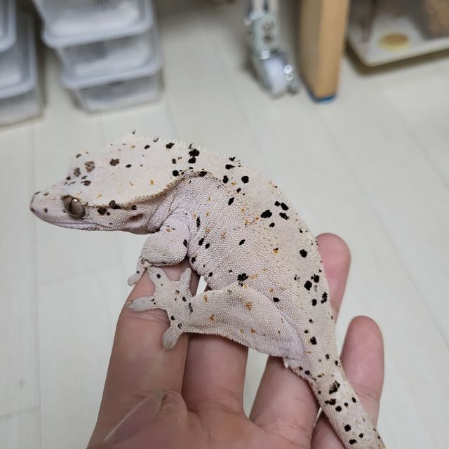 슈퍼달마시안 달마시안