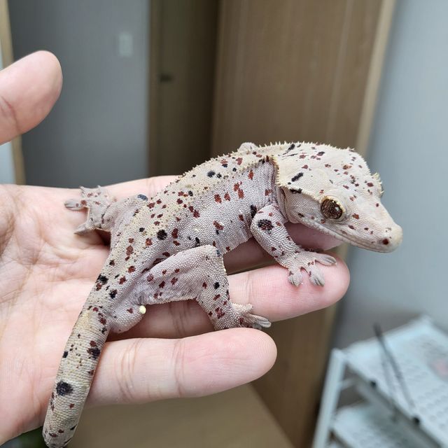 슈퍼달마시안 달마시안