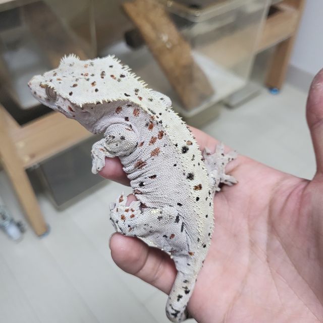 달마시안 슈퍼달마시안