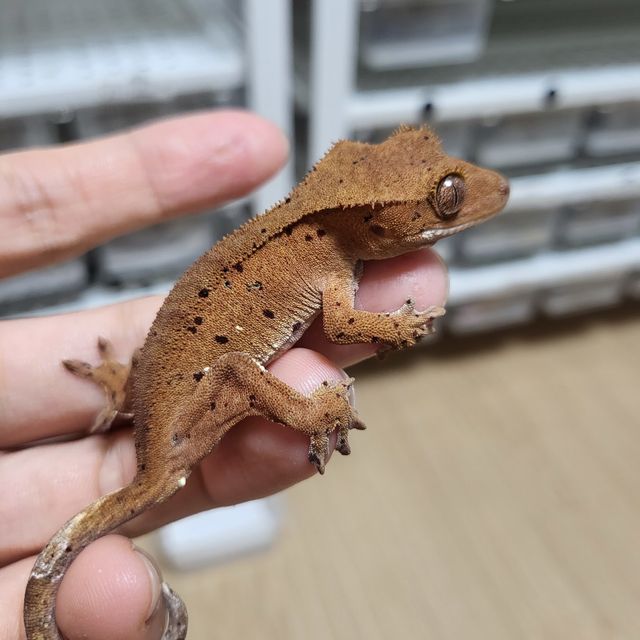 달마시안 슈퍼달마시안